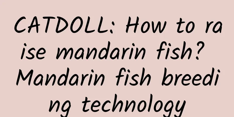 CATDOLL: How to raise mandarin fish? Mandarin fish breeding technology