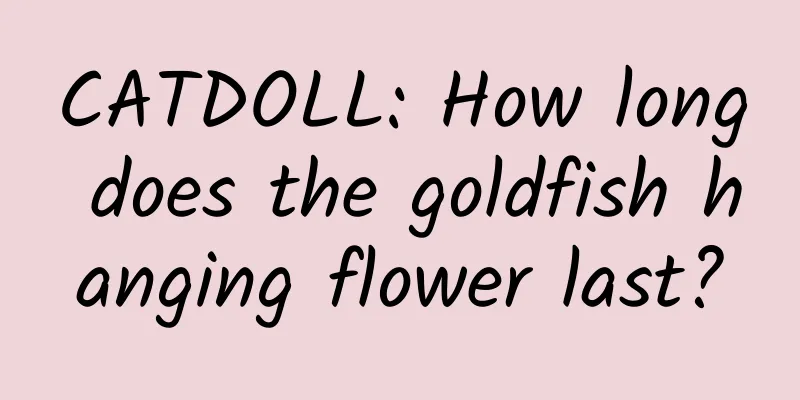 CATDOLL: How long does the goldfish hanging flower last?