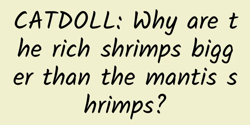 CATDOLL: Why are the rich shrimps bigger than the mantis shrimps?