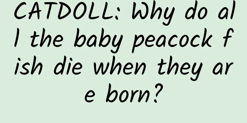 CATDOLL: Why do all the baby peacock fish die when they are born?