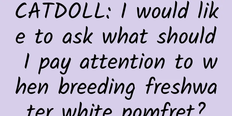 CATDOLL: I would like to ask what should I pay attention to when breeding freshwater white pomfret?