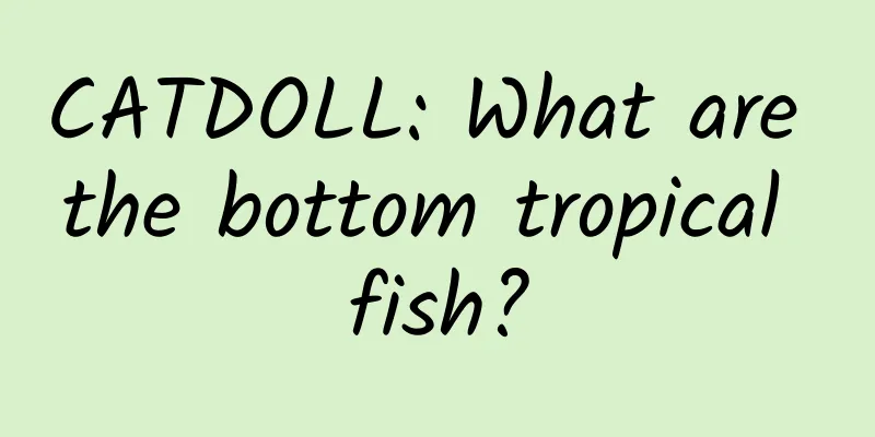 CATDOLL: What are the bottom tropical fish?