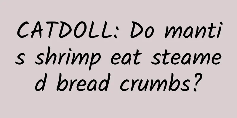 CATDOLL: Do mantis shrimp eat steamed bread crumbs?