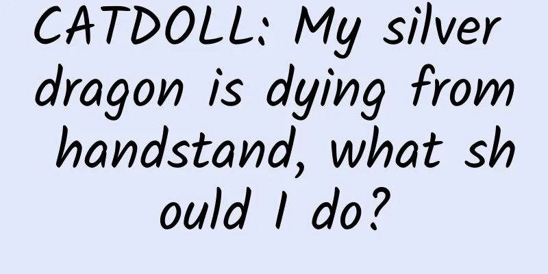 CATDOLL: My silver dragon is dying from handstand, what should I do?