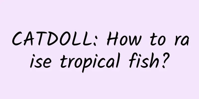 CATDOLL: How to raise tropical fish?