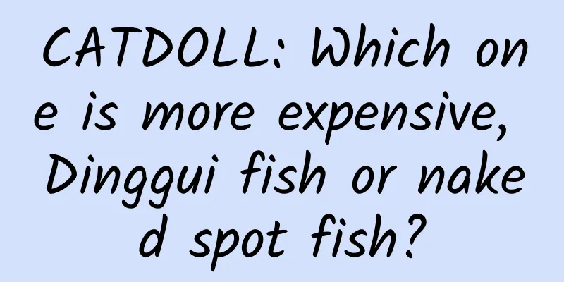 CATDOLL: Which one is more expensive, Dinggui fish or naked spot fish?