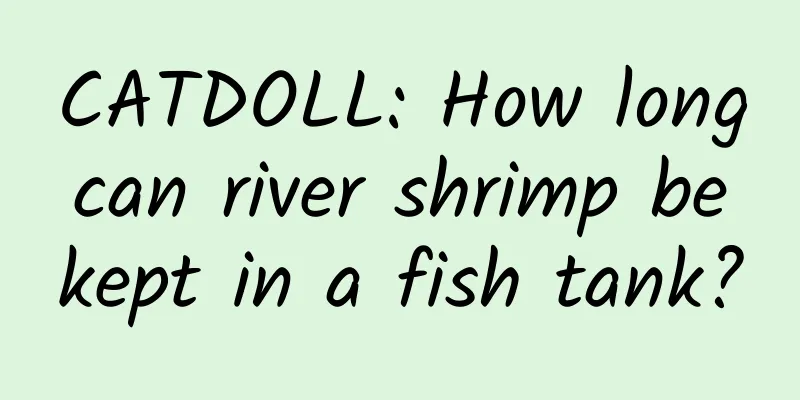 CATDOLL: How long can river shrimp be kept in a fish tank?