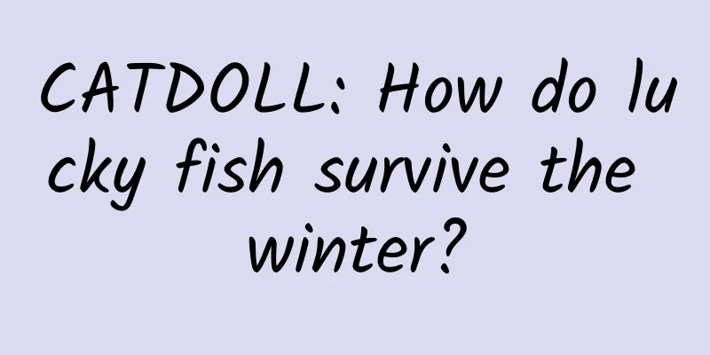 CATDOLL: How do lucky fish survive the winter?