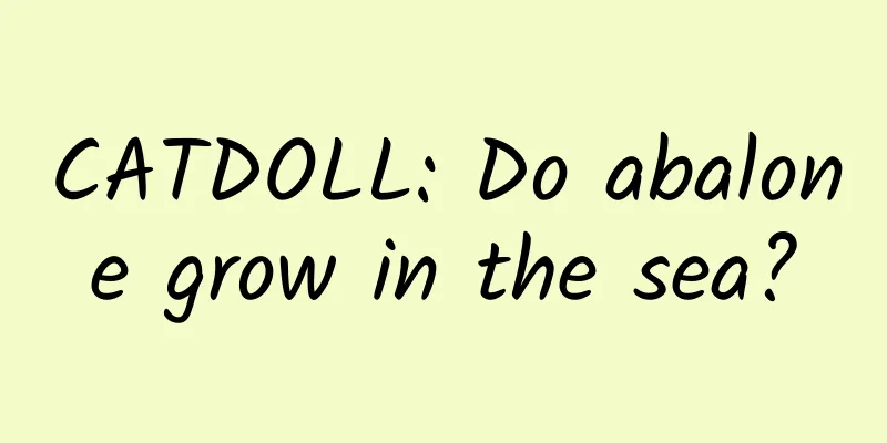 CATDOLL: Do abalone grow in the sea?