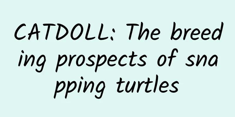 CATDOLL: The breeding prospects of snapping turtles