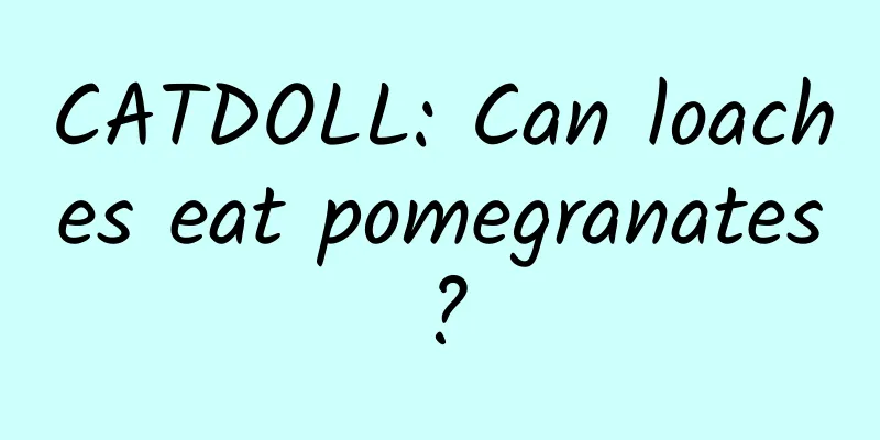 CATDOLL: Can loaches eat pomegranates?