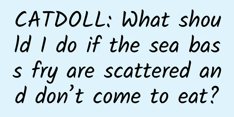 CATDOLL: What should I do if the sea bass fry are scattered and don’t come to eat?