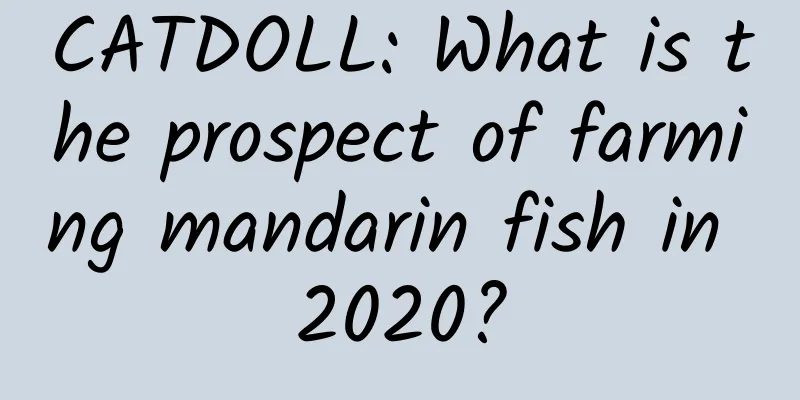 CATDOLL: What is the prospect of farming mandarin fish in 2020?