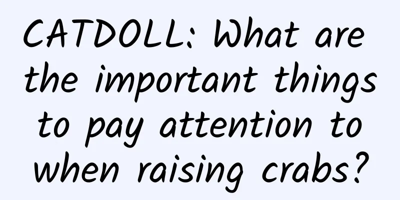CATDOLL: What are the important things to pay attention to when raising crabs?