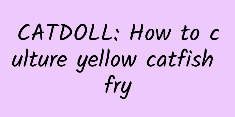 CATDOLL: How to culture yellow catfish fry