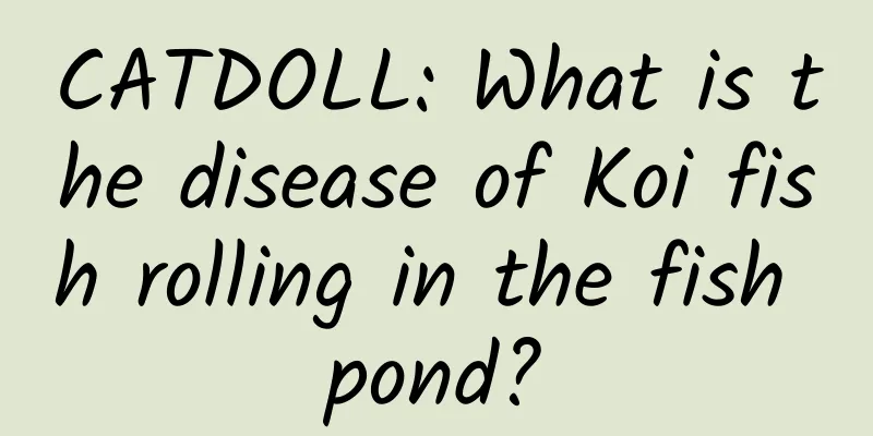 CATDOLL: What is the disease of Koi fish rolling in the fish pond?