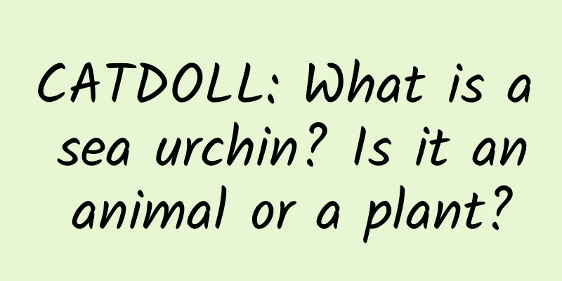 CATDOLL: What is a sea urchin? Is it an animal or a plant?