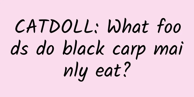 CATDOLL: What foods do black carp mainly eat?