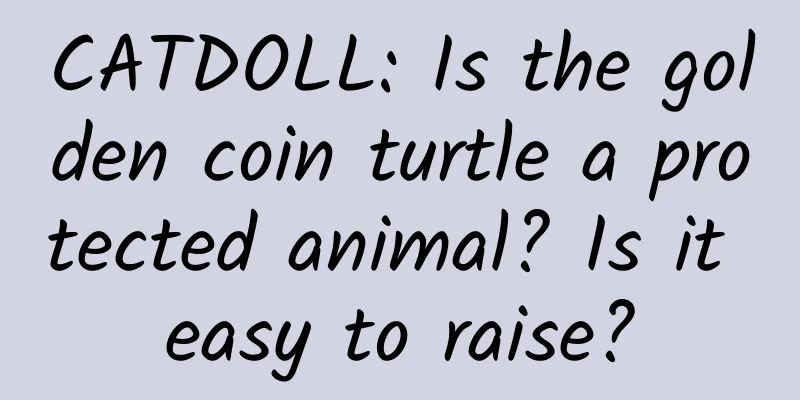 CATDOLL: Is the golden coin turtle a protected animal? Is it easy to raise?