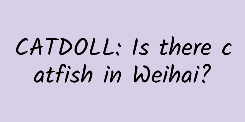 CATDOLL: Is there catfish in Weihai?