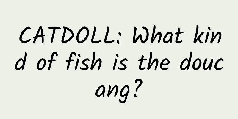 CATDOLL: What kind of fish is the doucang?