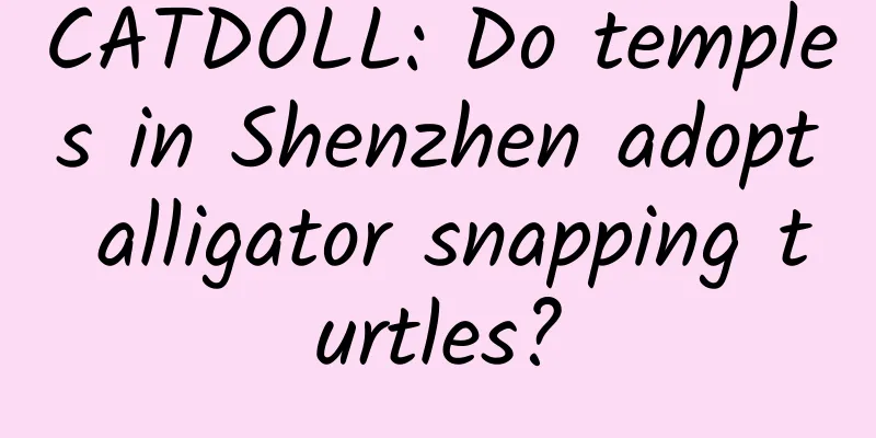CATDOLL: Do temples in Shenzhen adopt alligator snapping turtles?