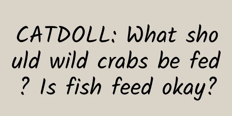 CATDOLL: What should wild crabs be fed? Is fish feed okay?