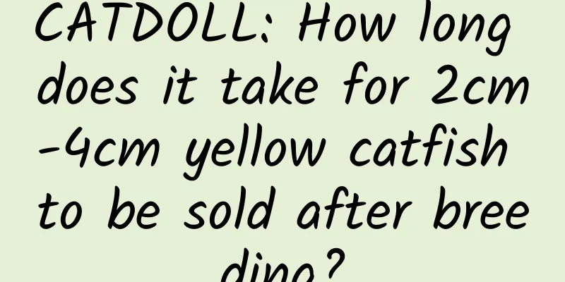 CATDOLL: How long does it take for 2cm-4cm yellow catfish to be sold after breeding?