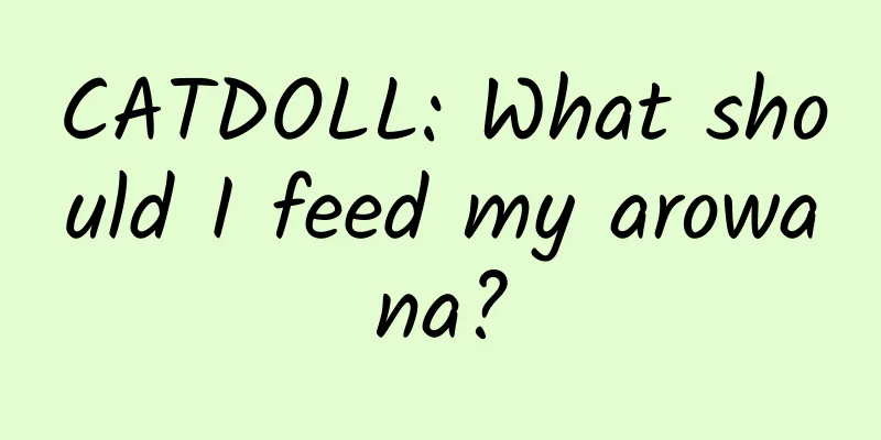 CATDOLL: What should I feed my arowana?