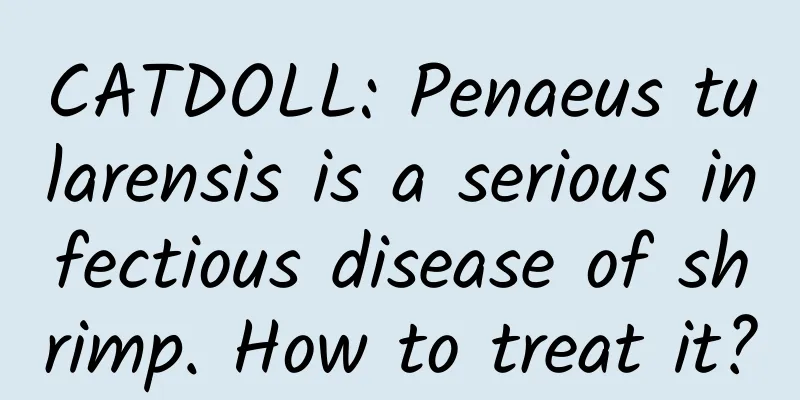 CATDOLL: Penaeus tularensis is a serious infectious disease of shrimp. How to treat it?