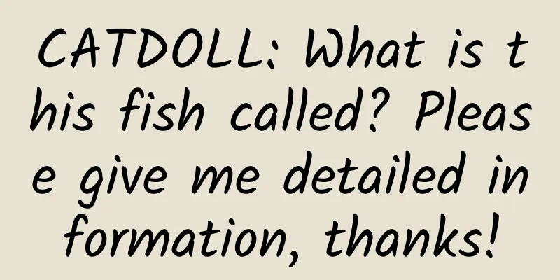CATDOLL: What is this fish called? Please give me detailed information, thanks!