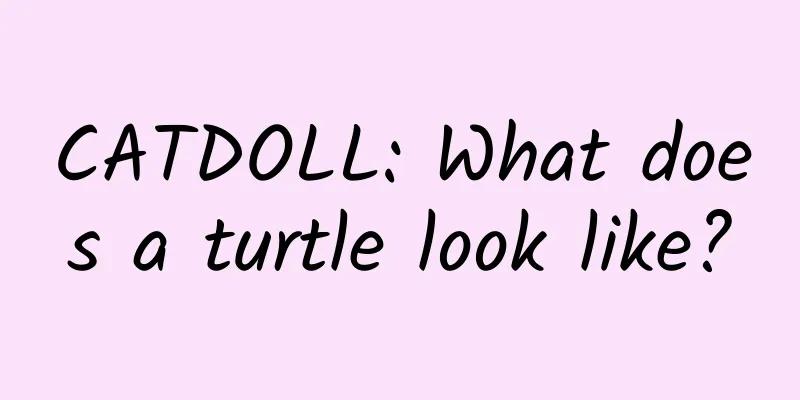 CATDOLL: What does a turtle look like?