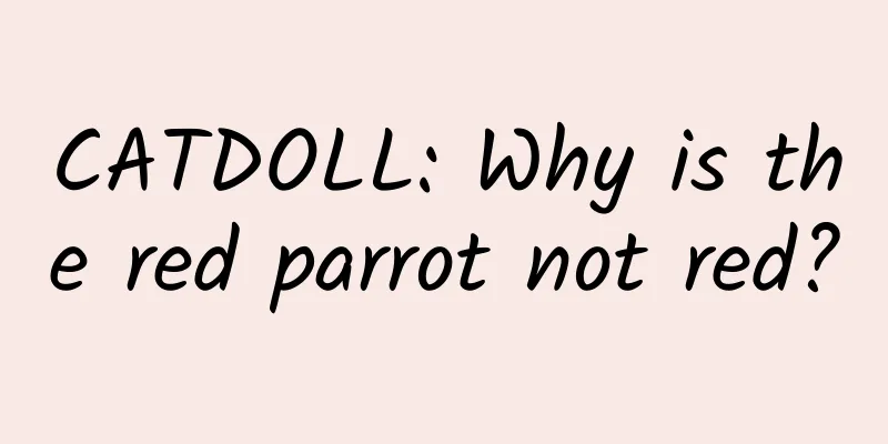 CATDOLL: Why is the red parrot not red?