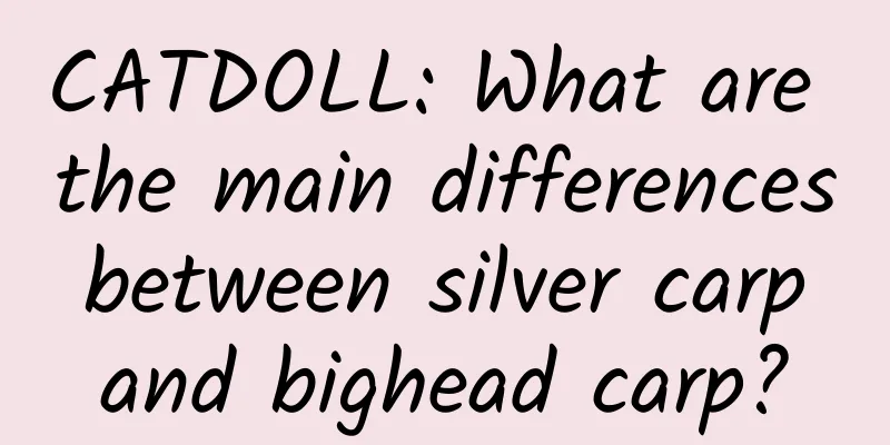 CATDOLL: What are the main differences between silver carp and bighead carp?
