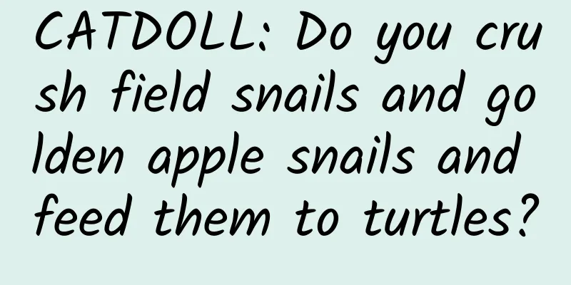 CATDOLL: Do you crush field snails and golden apple snails and feed them to turtles?