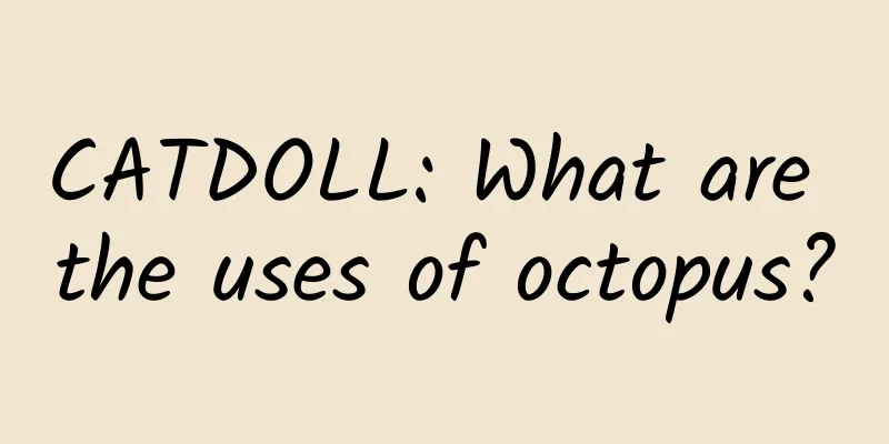 CATDOLL: What are the uses of octopus?