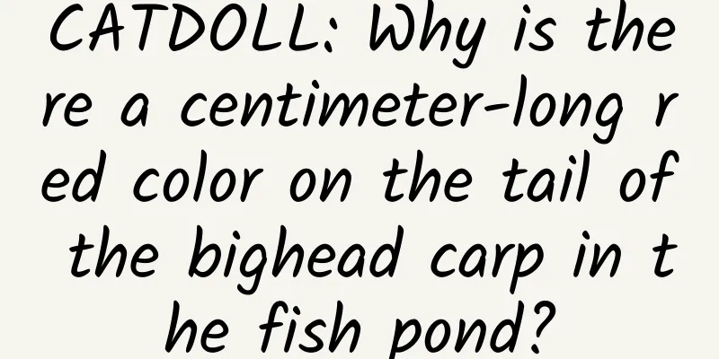 CATDOLL: Why is there a centimeter-long red color on the tail of the bighead carp in the fish pond?