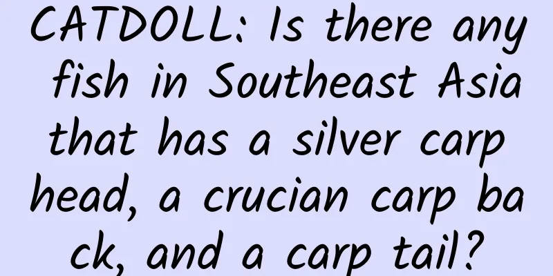 CATDOLL: Is there any fish in Southeast Asia that has a silver carp head, a crucian carp back, and a carp tail?