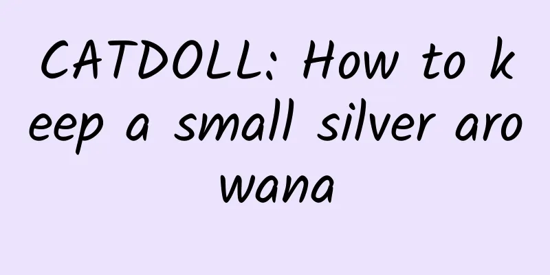 CATDOLL: How to keep a small silver arowana