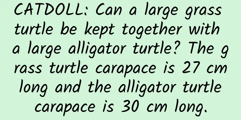 CATDOLL: Can a large grass turtle be kept together with a large alligator turtle? The grass turtle carapace is 27 cm long and the alligator turtle carapace is 30 cm long.
