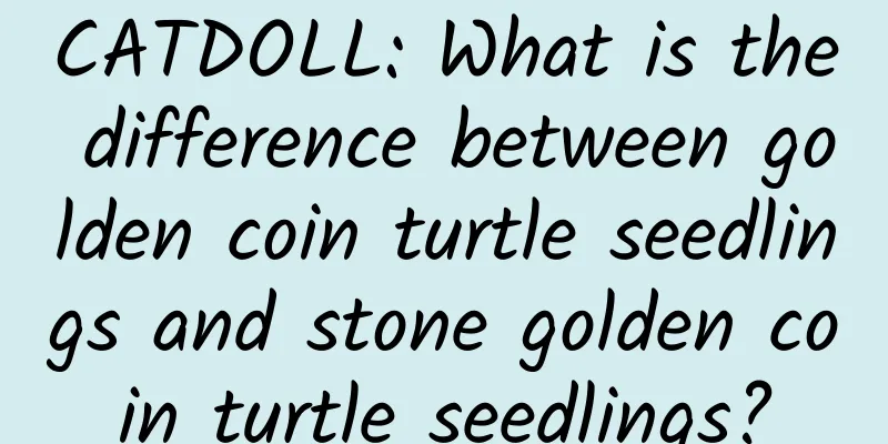 CATDOLL: What is the difference between golden coin turtle seedlings and stone golden coin turtle seedlings?