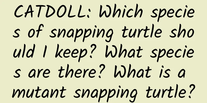 CATDOLL: Which species of snapping turtle should I keep? What species are there? What is a mutant snapping turtle?