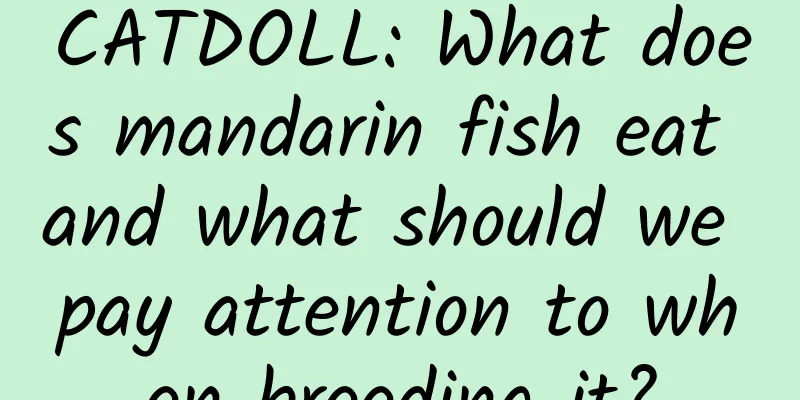 CATDOLL: What does mandarin fish eat and what should we pay attention to when breeding it?