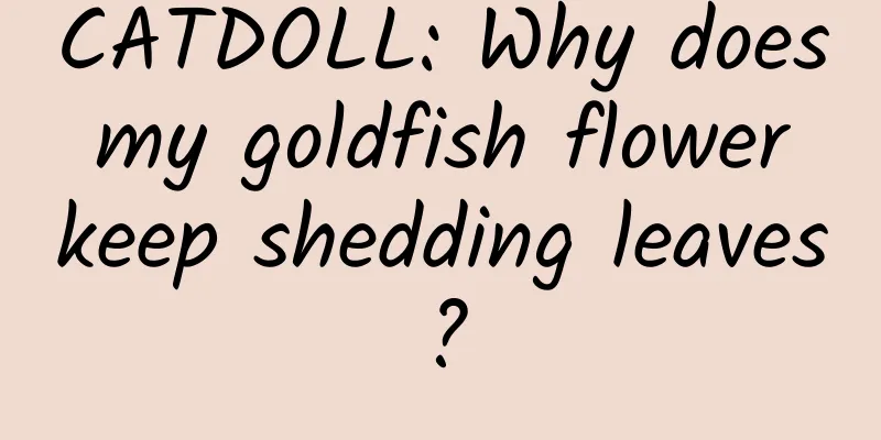 CATDOLL: Why does my goldfish flower keep shedding leaves?