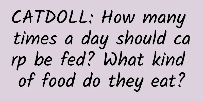 CATDOLL: How many times a day should carp be fed? What kind of food do they eat?