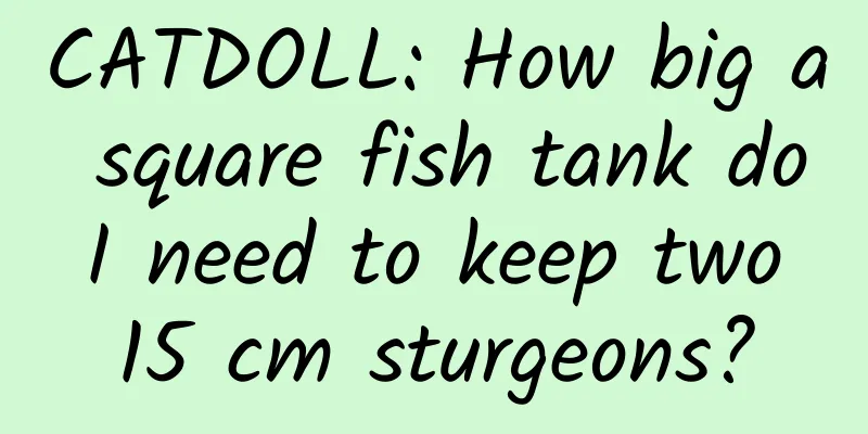 CATDOLL: How big a square fish tank do I need to keep two 15 cm sturgeons?