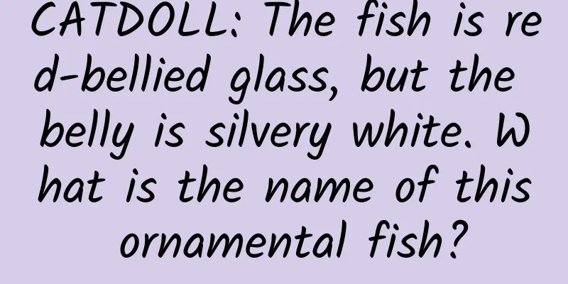CATDOLL: The fish is red-bellied glass, but the belly is silvery white. What is the name of this ornamental fish?