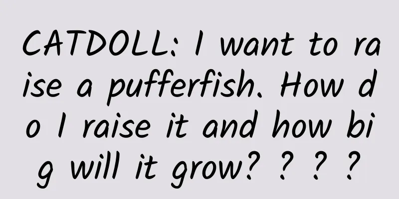 CATDOLL: I want to raise a pufferfish. How do I raise it and how big will it grow? ? ? ?