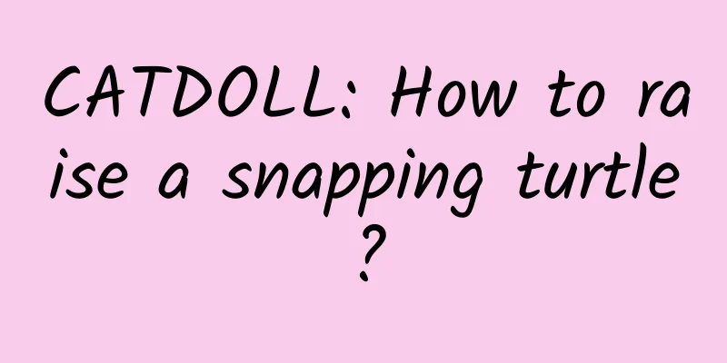 CATDOLL: How to raise a snapping turtle?