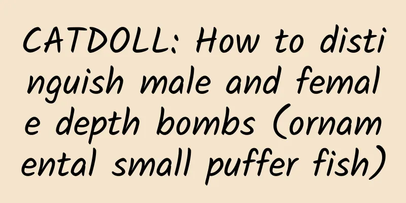 CATDOLL: How to distinguish male and female depth bombs (ornamental small puffer fish)